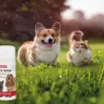 Tick Removal Spray for Pets – Beaphar 50ml | PetMedicine.co