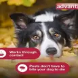 Tick and Flea Treatment for Large Dogs by Elanco - PetMedicine.co