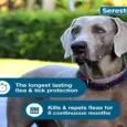 Buy Seresto Collar Large Size for Dogs Online – PetMedicine.co