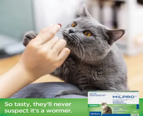 Trusted Deworming Tablets for Cats by Virbac – PetMedicine.co