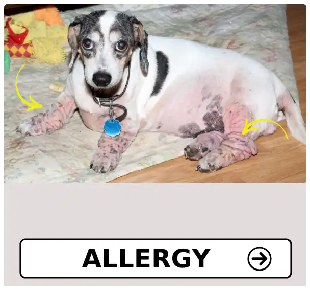 Allergy in Pets at PetMedicine.co
