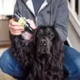 Animology Clean Ears Gentle Dog Ear Care Solution – PetMedicine.co