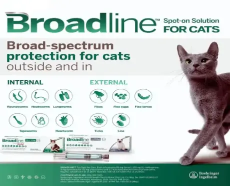 Tick and Flea Control for Small Cats – PetMedicine.co