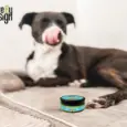 Natural Pain Relief Hemp Balm 30gm for Pets | Cure By Design – PetMedicine.co