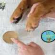 Natural Pain Relief Hemp Balm 30gm for Pets | Cure By Design – PetMedicine.co