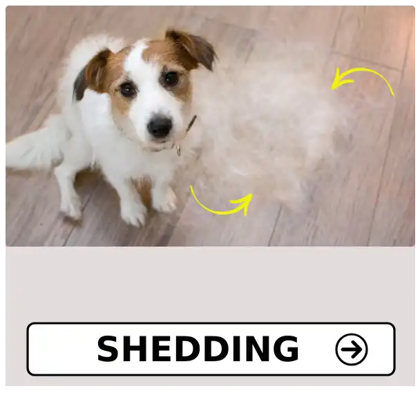 Dog Shedding at PetMedicine.co