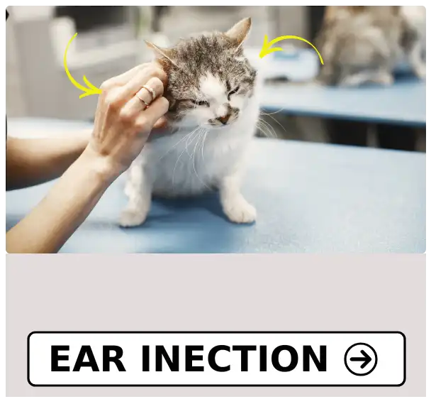 Ear Infection at PetMedicine.co