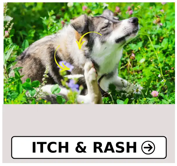 Itching & Rash at PetMedicicne.co