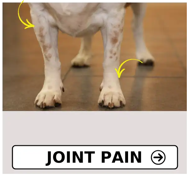 Joint Issue In Pets at Petmedicine.co