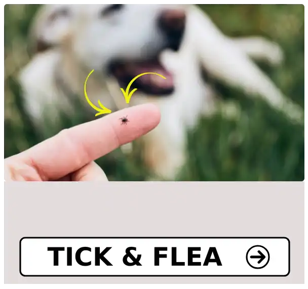 Tick & Flea Issue at Petmedicine.co