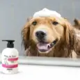 Wahl Flea and Tick Shampoo for Dogs 300ml & 700ml – PetMedicine.co