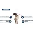 Shop Affinity Advance Urinary Cat Veterinary Food Online – PetMedicine.co