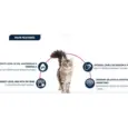 Buy Affinity Advance Urinary Sterilized Cat Food 1.25kg Online at PetMedicine.co