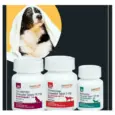 Savavet Safeheart 1.25 MG heart medication for dogs – PetMedicine.co