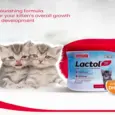 Buy Beaphar Lactol Kitten Milk Online 200gm – PetMedicine.co