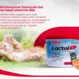 Buy Beaphar Lactol Kitten Milk Online 200gm – PetMedicine.co