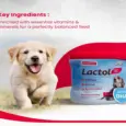 Beaphar Lactol Puppy Milk Formula for Newborn Puppies - PetMedicine.co