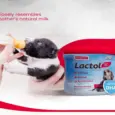Beaphar Lactol Puppy Milk Formula for Newborn Puppies - PetMedicine.co