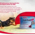Beaphar Lactol Puppy Milk Formula for Newborn Puppies - PetMedicine.co