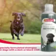 Buy Beaphar Black Coat Shampoo for Pets Online PetMedicine.co