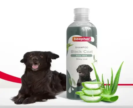 Buy Beaphar Black Coat Shampoo for Pets Online PetMedicine.co