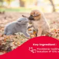 Buy Beaphar Wound Solution Spray 125ml for Dogs & Cats - PetMedicine.co