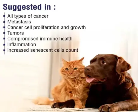 Buy MPS Liposomal Apigenin tablets for Dogs 500 MG PetMedicine.co