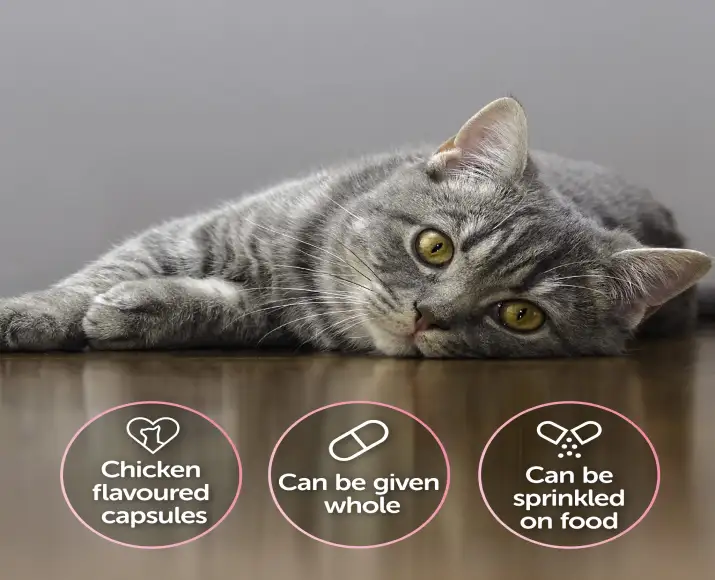 Urinary Care Supplement for Cats Protexin Cystophan – PetMedicine.co