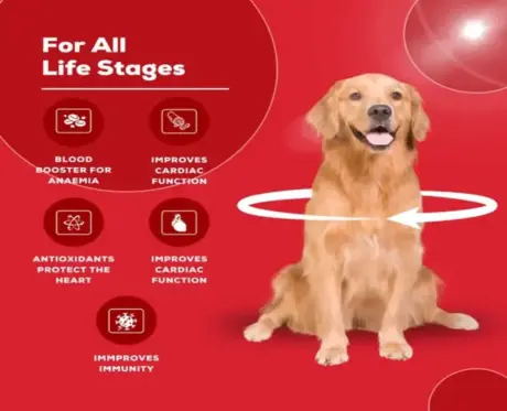 Venttura Ferro Plus dog iron tonic 150ml bottle PetMedicine.co