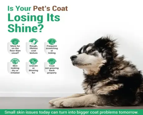 Aimil Furpaw Herbal Skin Support for Dogs and Cats PetMedicine.co