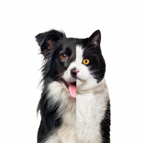 Are Cat Medicines Different from Dog Medicines? | Pet Medicine Are Cat Medicines Different from Dog Medicines (2)