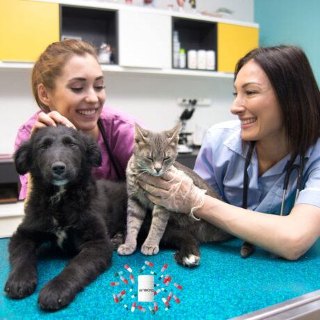 Are Cat Medicines Different from Dog Medicines? | Pet Medicine Are Cat Medicines Different from Dog Medicines (2)