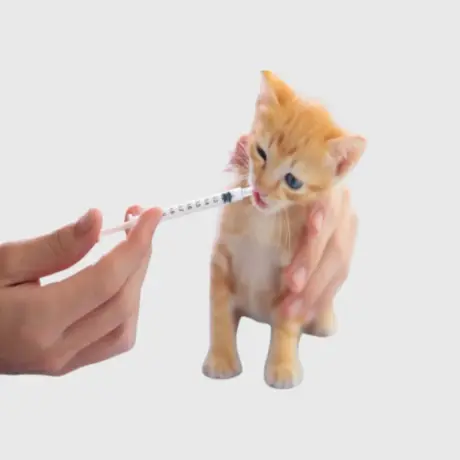 Cat Dewormers : Top 6 Benefits & A Complete Guide for Healthy, Happy Cats | Pet Medicine Cat Dewormers : Top 6 Benefits & A Complete Guide for Healthy, Happy Cats