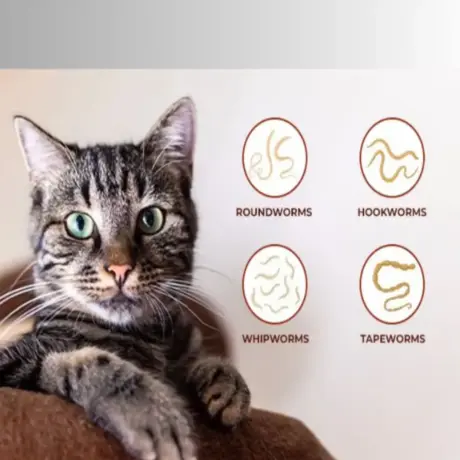Cat Dewormers : Top 6 Benefits & A Complete Guide for Healthy, Happy Cats | Pet Medicine Cat Dewormers : Top 6 Benefits & A Complete Guide for Healthy, Happy Cats
