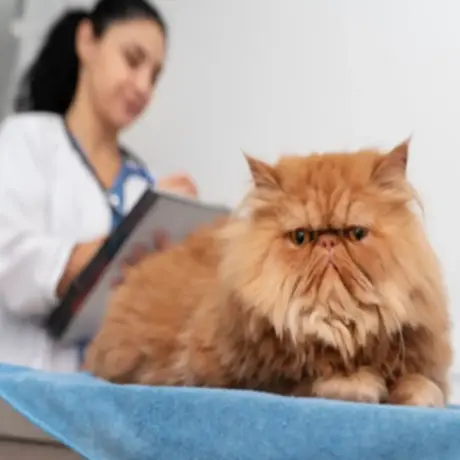 Cat Dewormers : Top 6 Benefits & A Complete Guide for Healthy, Happy Cats | Pet Medicine Cat Dewormers : Top 6 Benefits & A Complete Guide for Healthy, Happy Cats