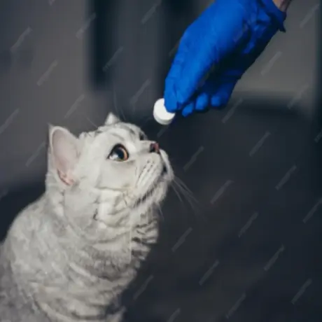 Cat Dewormers : Top 6 Benefits & A Complete Guide for Healthy, Happy Cats | Pet Medicine Blog For Cat dewormer (6)