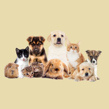 Calming & Anxiety Issues in Pets: Signs, Causes & Safe Solutions | Pet Medicine Calming & Anxiety Issues in Pets Signs, Causes & Safe Solutions (1)