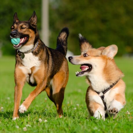 Calming & Anxiety Issues in Pets: Signs, Causes & Safe Solutions | Pet Medicine Calming & Anxiety Issues in Pets Signs, Causes & Safe Solutions (4)