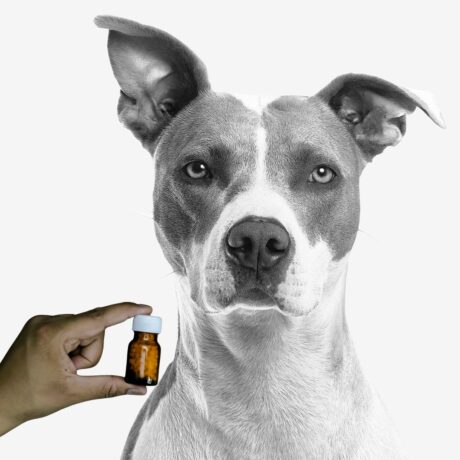 Top 8 FAQs on Deworming Dogs and Cats in India – Answered for Pet Parents | Pet Medicine Cat & Dog Dewormer (1)