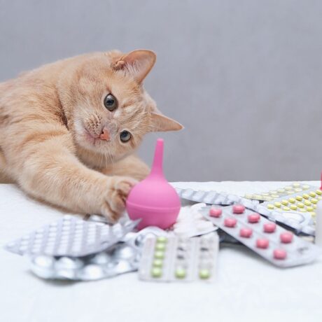 Top 8 FAQs on Deworming Dogs and Cats in India – Answered for Pet Parents | Pet Medicine Cat & Dog Dewormer (3)