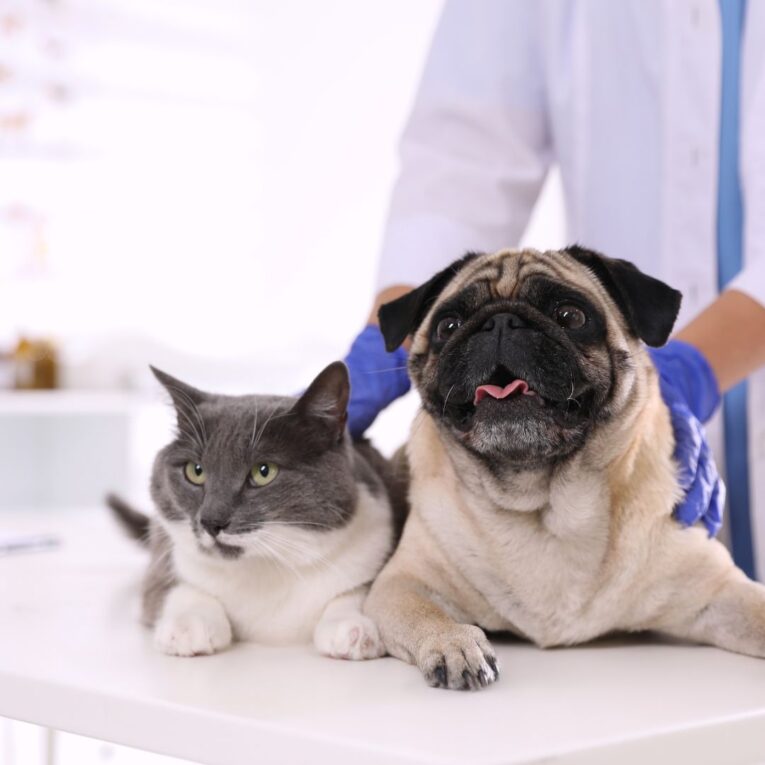 Deworming Cat & Dog
