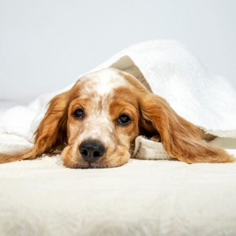 Common Digestive Problems in Dogs & How to Treat Them (1)
