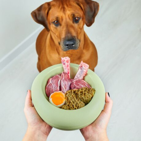 Common Digestive Problems in Dogs & How to Treat Them (3)