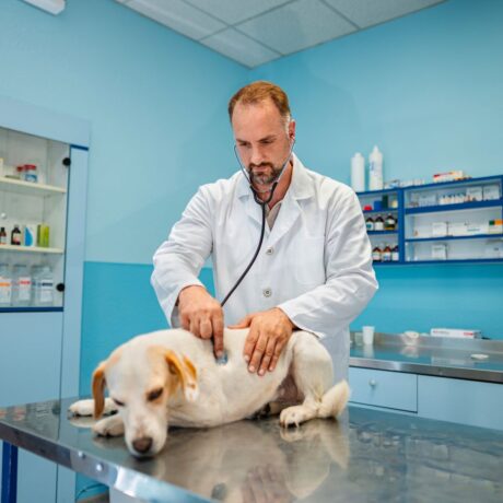 Common Digestive Problems in Dogs & How to Treat Them (4)