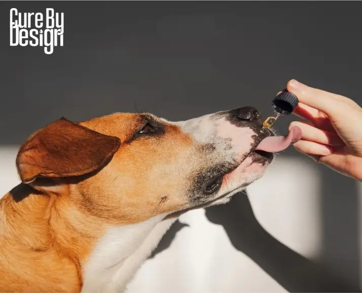 Cure By Design CBD oil 1000 MG for dogs PetMedicine.co