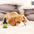 Cure By Design CBD oil 1000 MG for dogs PetMedicine.co