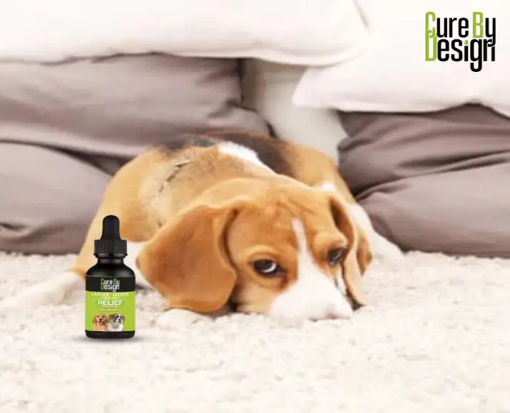 Cure By Design CBD oil 1000 MG for dogs PetMedicine.co