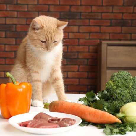 Digestive Issues in Cats: Vomiting, Hairballs & Constipation Explained | Pet Medicine Digestive Issues in Cats Vomiting, Hairballs & Constipation Explained (2)