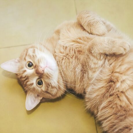 Digestive Issues in Cats: Vomiting, Hairballs & Constipation Explained | Pet Medicine Digestive Issues in Cats Vomiting, Hairballs & Constipation Explained (2)