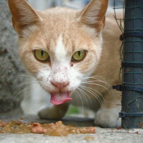 Digestive Issues in Cats: Vomiting, Hairballs & Constipation Explained | Pet Medicine Digestive Issues in Cats Vomiting, Hairballs & Constipation Explained (2)